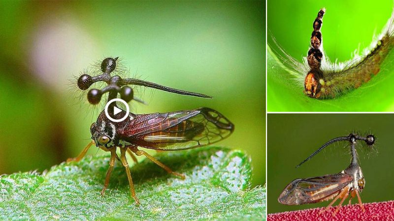 Learn about the alien-like cap worn by the Brazilian grasshopper