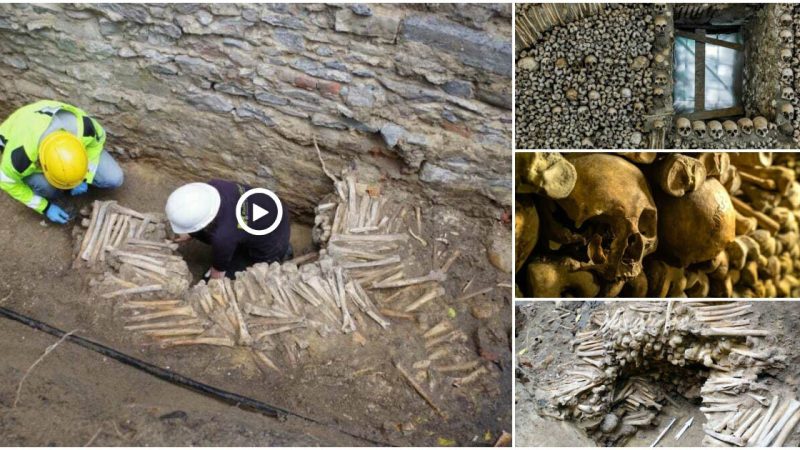 Medieval wall made of human bones discovered in Belgium