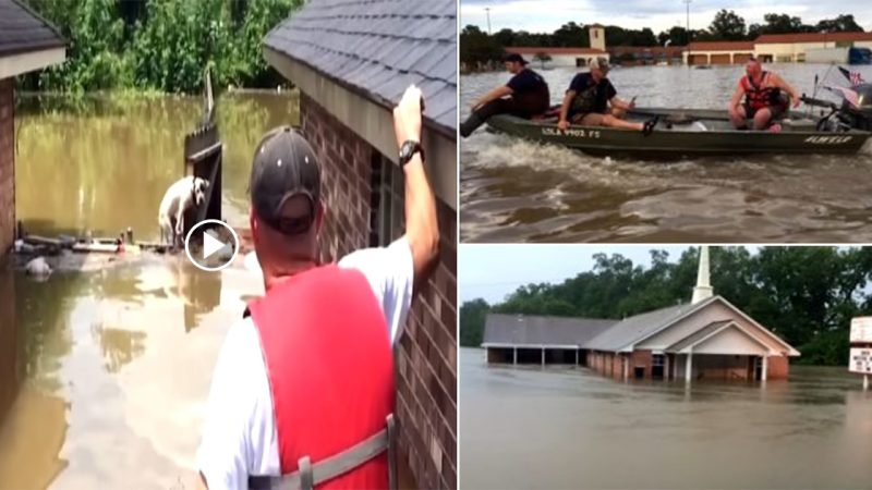 Exhausted dogs fought for their lives for hours before being rescued.