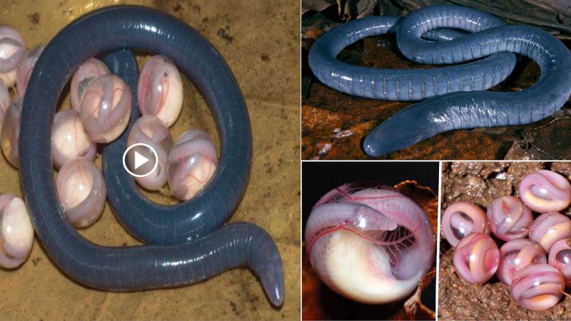 After getting a closer look at some peculiar snake eggs, viewers are left speechless.