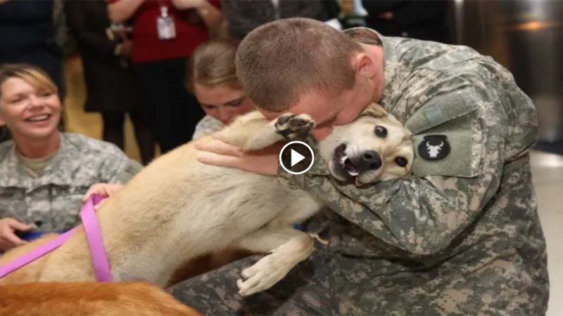 Netizens were touched by the story of a dog crying and hugging his owner for returning safely from the war.