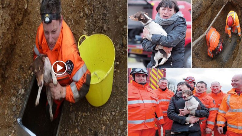 The girl burst into tears when the rescue team rescued the pet dog that was stuck for more than 4 days in the water pipe