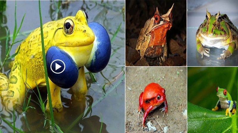 15 strangest frog species in the world are not easy to come across.