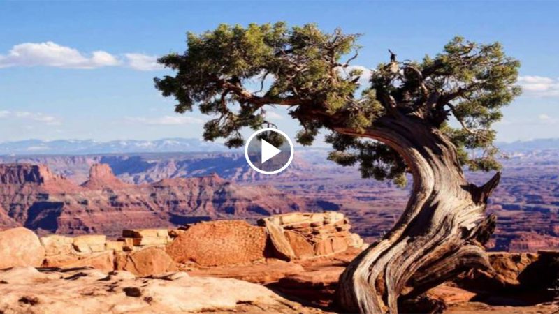 Stunning pictures of 600-year-old Junniper tree touch to the heart