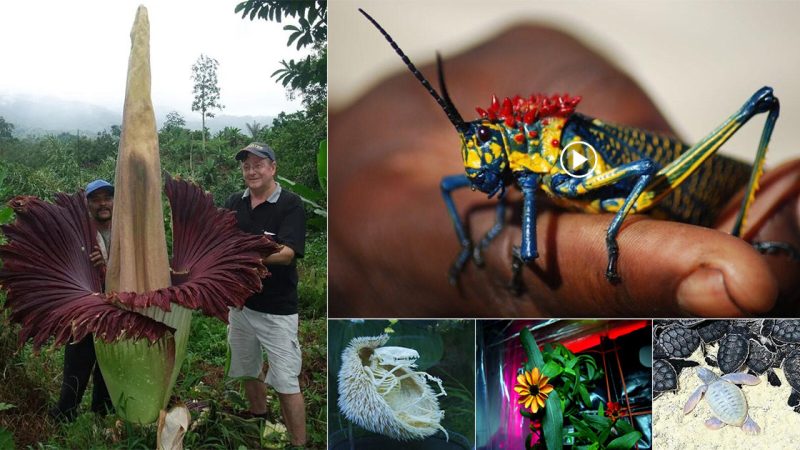 Discovering the Secrets of Nature: 20 Astonishing Images That Showcase the Enigmatic Beauty of the Natural World