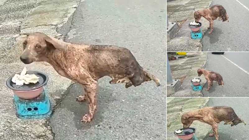 Poor fellow! This аbаndoned Dog with only Two Legs ѕurvіved, but nobody helped