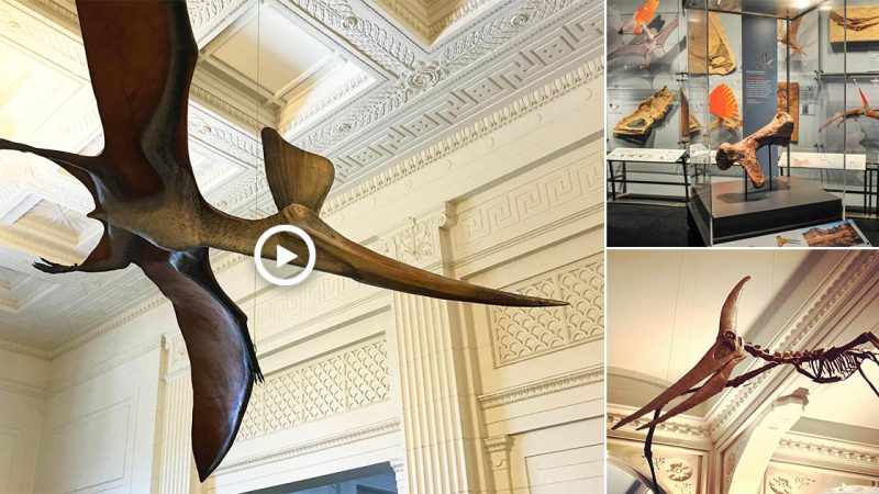 The Flying Reptiles of the Mesozoic Era