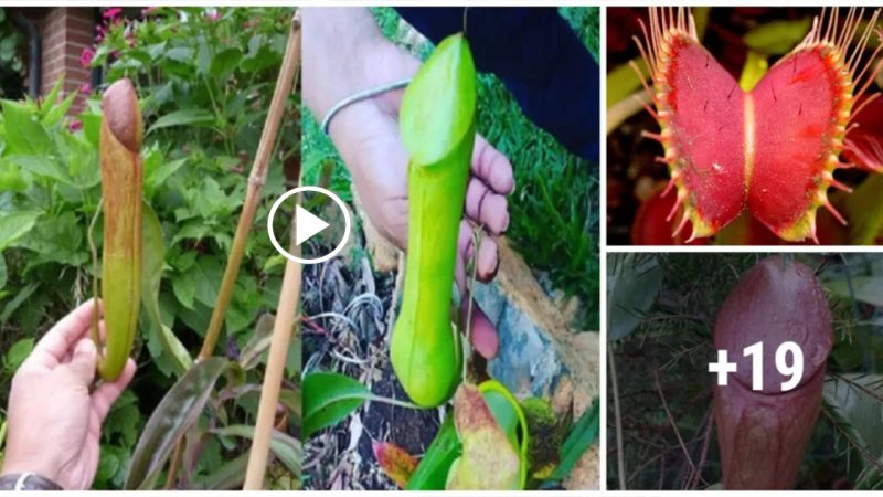 A plant with a strange shape in the Philippines emits a fragrance to entice insects