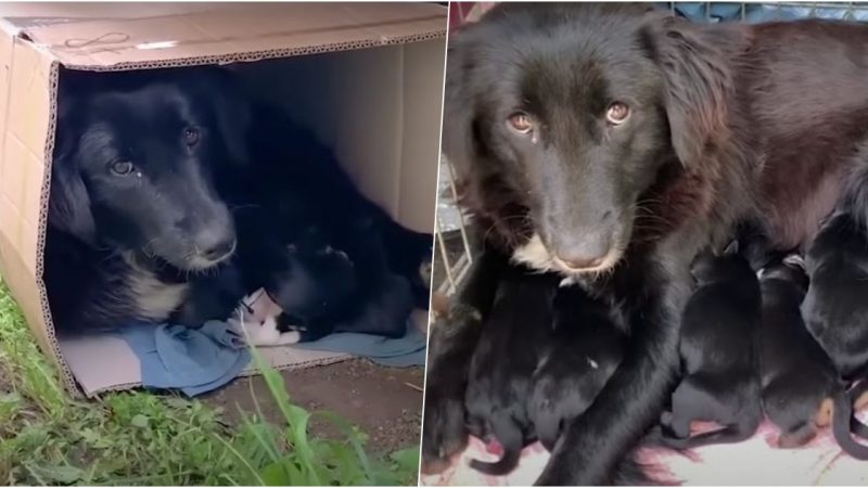 Stray mama dog curls up in a box with her puppies to keep them warm.