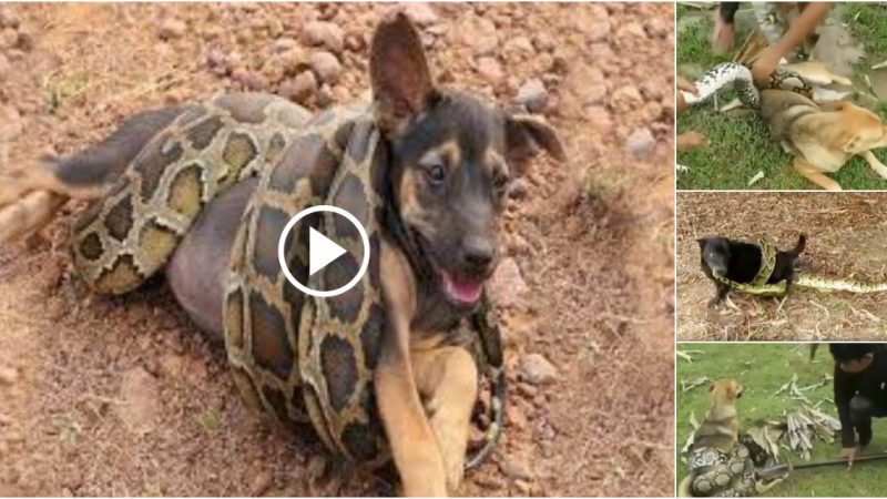 30 Dogs Trying to Save You Being Swallowed by a Python, What Happens?