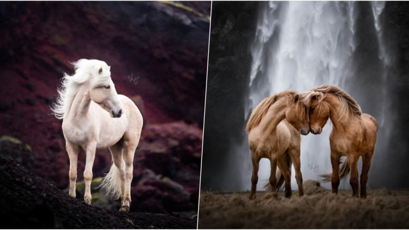 35 photos of stunning horses taken in the wilds of Iceland