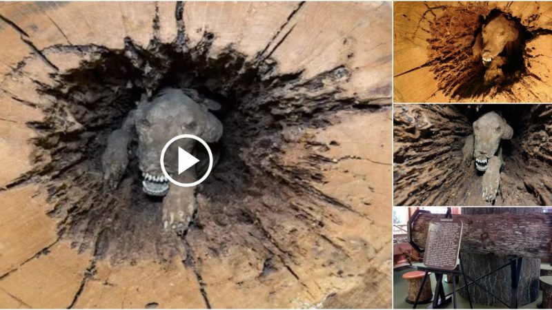 “Unbelievable Discovery: Perfectly Preserved Mummified Dog Found Trapped Inside Tree Trunk After 20 Years.”