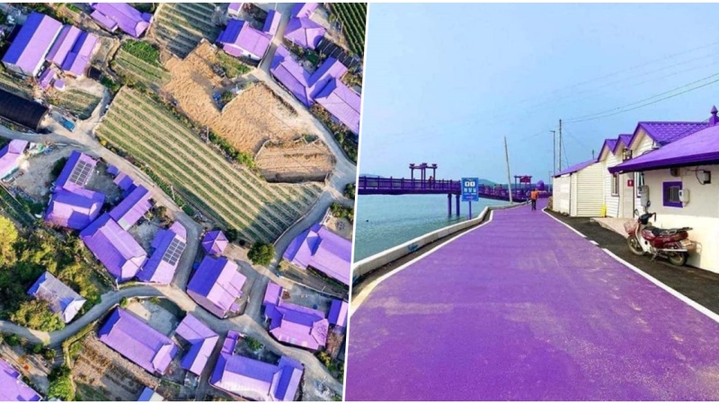 Discover South Korea has an all purple island!