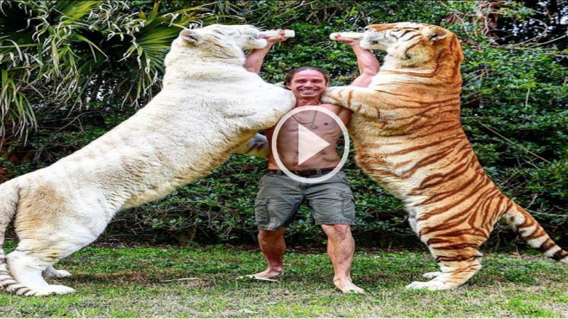 REAL TARZAN RAISED WITH TIGERS KODY ANTLE