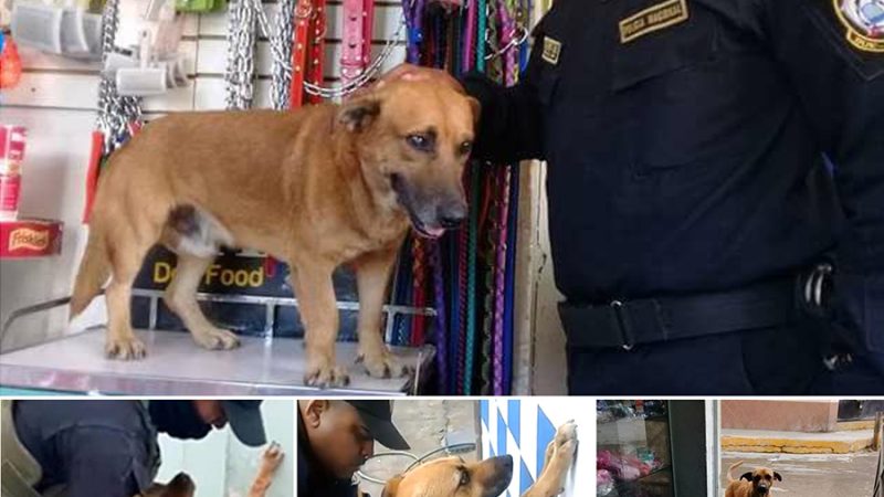 Police Adopted Homeless Dog Enjoys Assisting Them in Practicing Their Pat-Downs