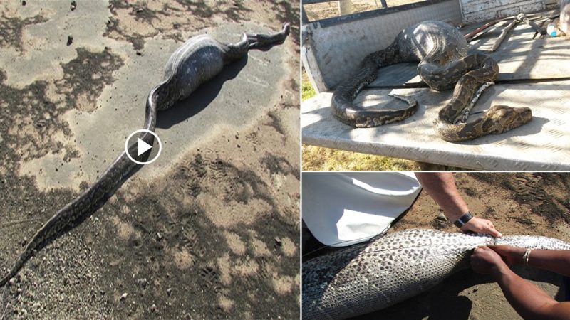 When this 12-foot Pytho decided to eat a PORCUPINE, it ate its FINAL MEAL.