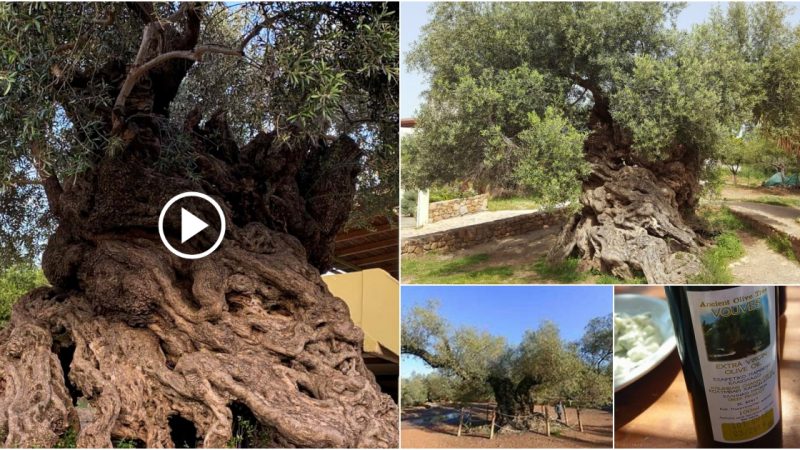 The World’s Oldest Olive Tree on the Island of Crete, which is 3,000 years old, is still producing olives today.