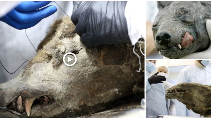 ‘Prehistoric’ mummified bear discovered in Siberian permafrost isn’t what we thought