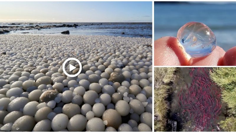 Hundreds of unusual eggs that resembled alien eggs washed up on the shore, ftightening seafarers