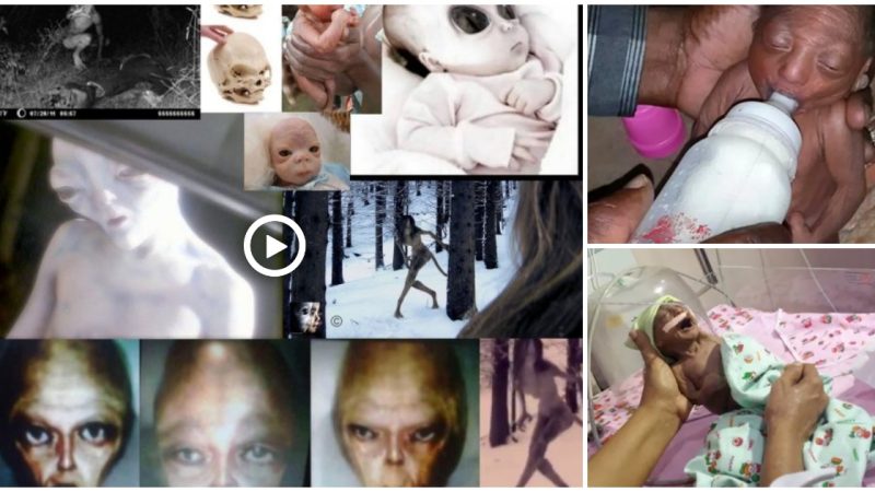 Mysterious Creatures – The public is astounded by the finding of an extraterrestrial child and a human-alien hybrid