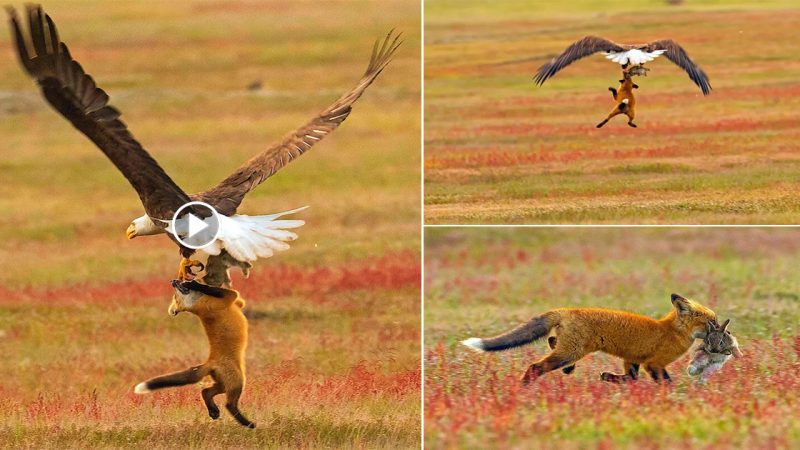 Unforgettable Wildlife Moment Captured: Eagle and Fox Fighting for a Rabbit in Epic Avian Battle