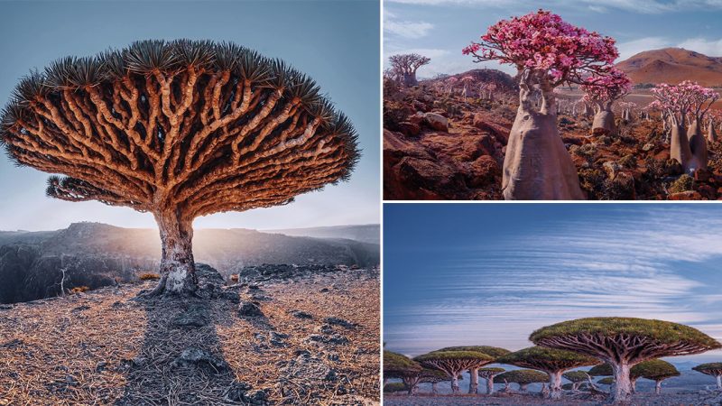 A location with the most bizarre natural features on Earth that you have never seen elsewhere