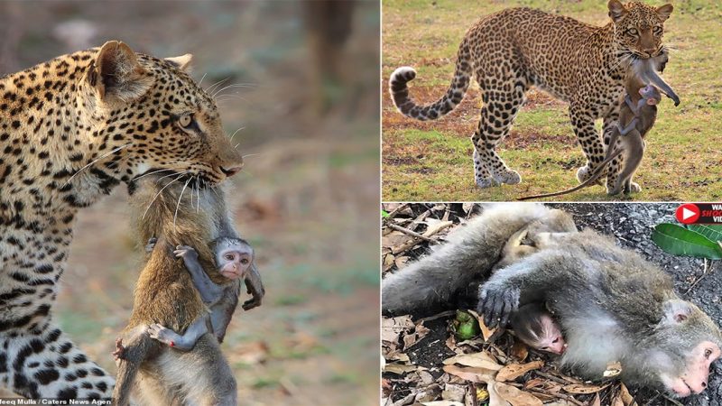 The baby monkey was seen clinging desperately to its dead mother while a leopard held onto her. The baby was crying out and attempting to rouse its mother.