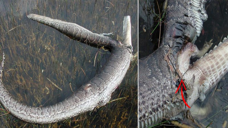 Python explodes after ѕwаɩɩowіпɡ 6-foot alligator in Florida Everglades