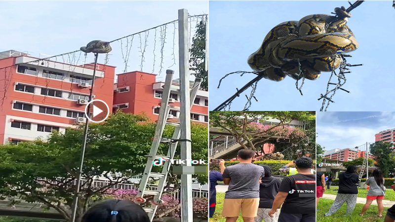 Giant python wrapped around a power line was saved by people