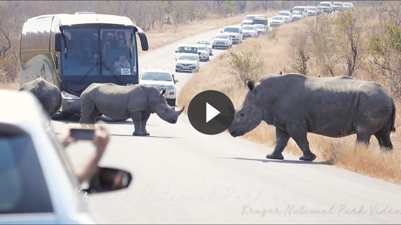 Biggest Kruger National Park Rhino Road Block Ever