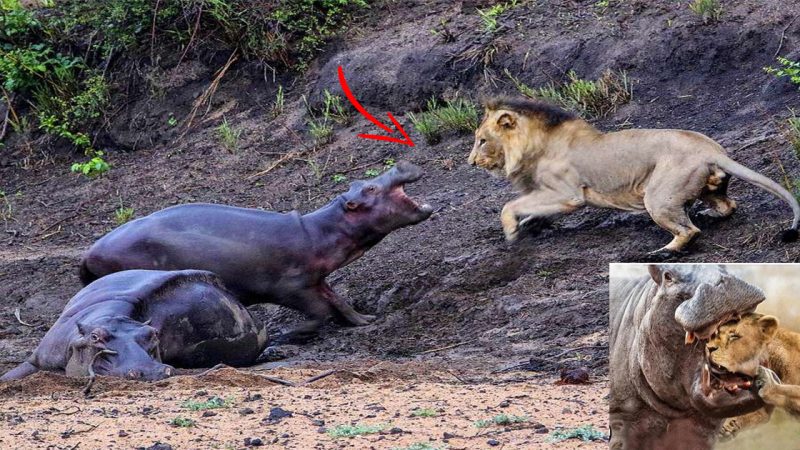 The brave little hippopotamus who couldn’t save its mother: Fearless calf fights off lion attacking its parent stuck in the mud but all the predator had to do was wait