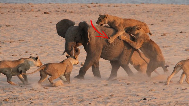 Moment adolescent elephant fought off attack by 14 lions who tried to eat him