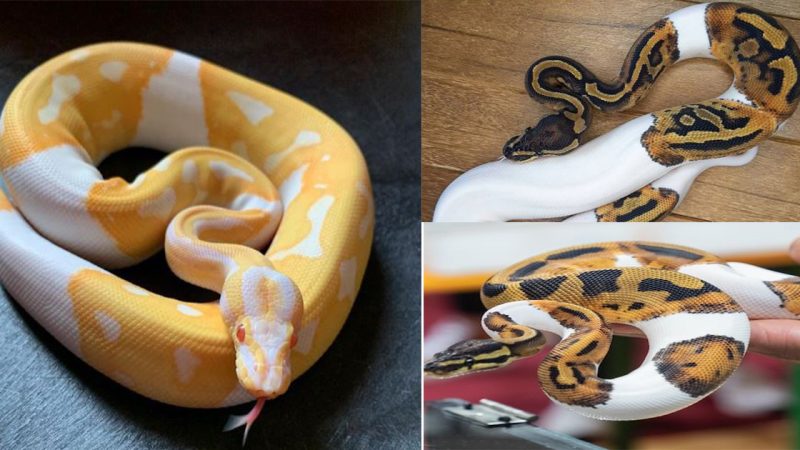 Rare Python Looks Like A Jack O’ Lantern