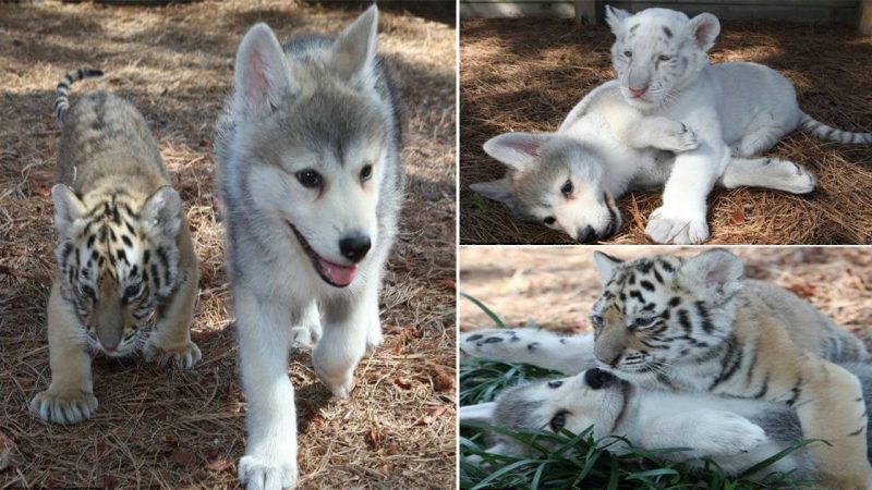 This Baby Wolf And Baby Tiger Became Best friend, Proving That Anything Is Possible!