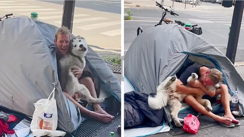 Dog Forms The Sweetest Friendship With Man Experiencing Homelessness