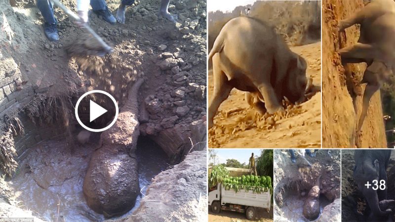 A mother never forgets: Elephant spends 11 hours desperately trying to pull her baby free from muddy well – before villagers lend her a helping hand