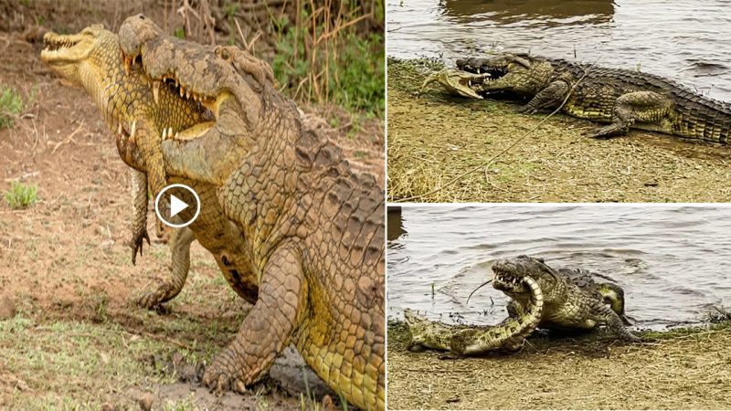 Crocodile Fights and Eats Crocodile