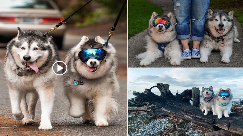 A Siberian Husky who is visually impaired has found an unofficial guide in the form of his best friend, a Malamute, who stays by his side and leads him through the world with unwavering loyalty and friendship.