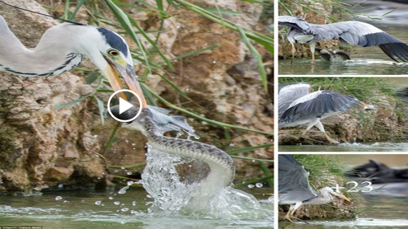 A hungry heron saw off a snake after they Ƅattled it out for fish