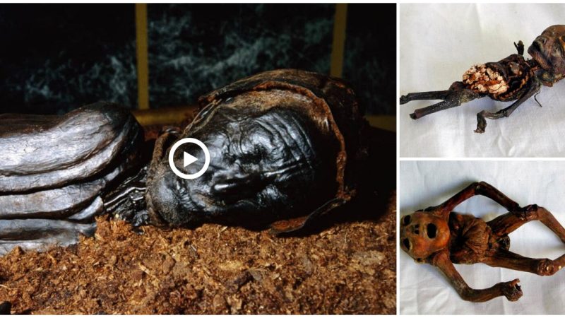 Discovering the Most Unsettling Mummified Remains: The Spine-Chilling Secrets