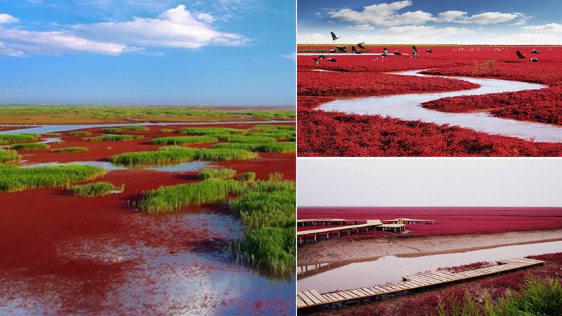 China’s Magnificent Red Beach: The Most Enchanting Scene You Will See