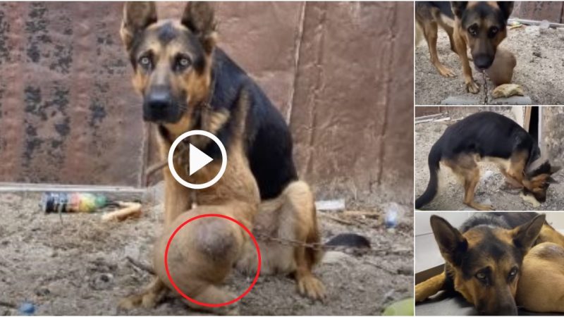 Poor poor German Shepherd dog locked by his owner on a leash with no water and no food