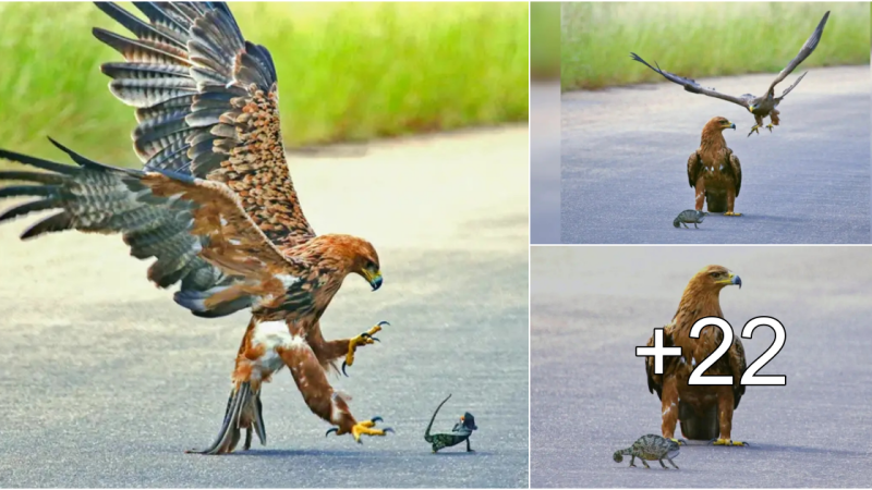 Brave Chameleon Stands up to Hungry Eagle