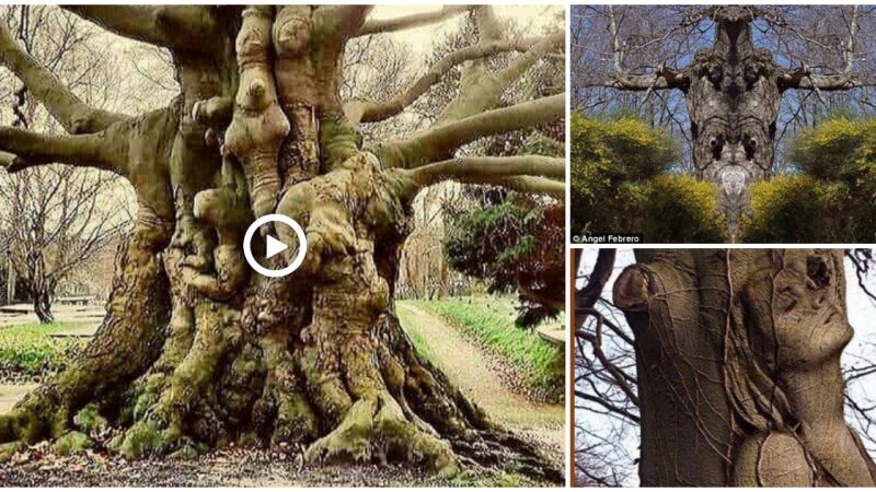 The Knot Tree: A Tree Whose Trunk is Adorned with Intricate Knots