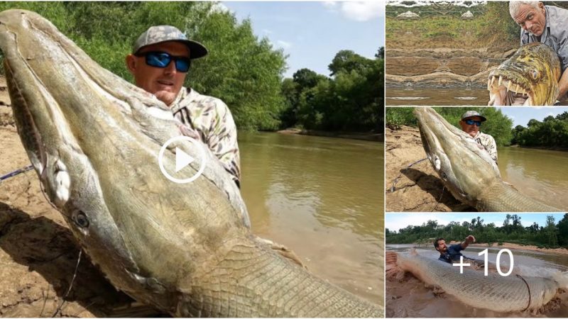 Unexpectedly, a 90-meter-long huge fish was caught in the US