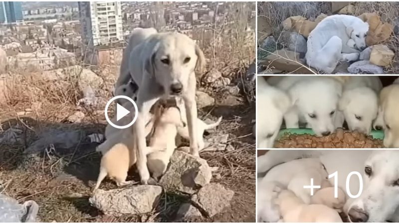 The mother dog is abandoned and can’t seem to live but still tries to take her last breaths to raise her cubs