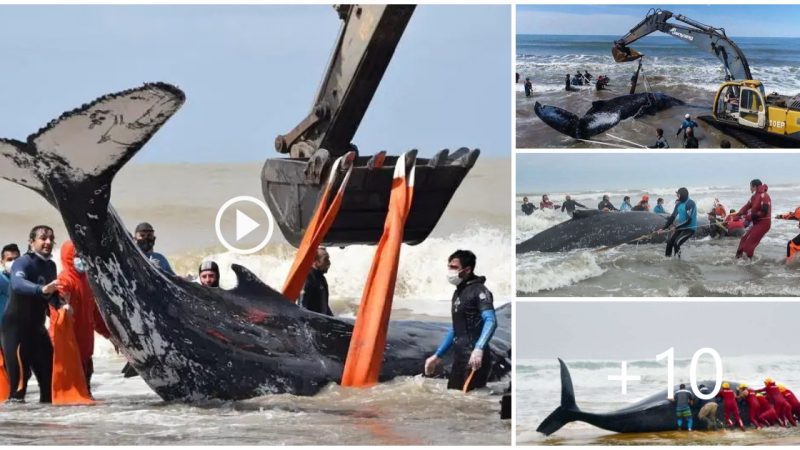 28 hour Non- stop Effort To Rescue Stranded humpback Whales