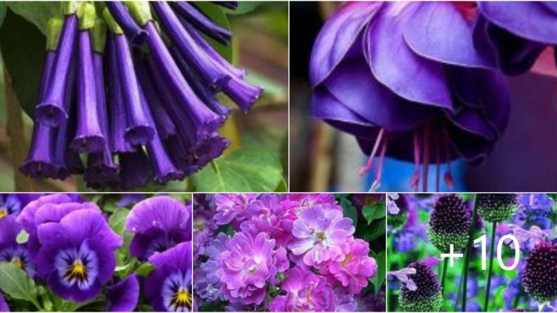 Purple flowers captivate people