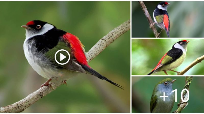 Iridescent and Impressive: A Small Animal with Shades of Green, Purple, Black, and Red