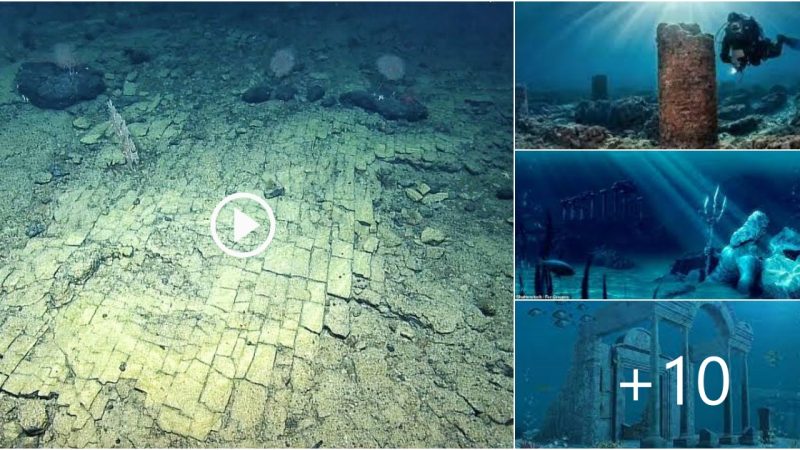 Scientists follow a yellow brick road in a never-before-seen spot of the Pacific ocean